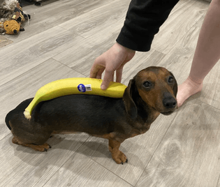 banana (weiner dog for scale)