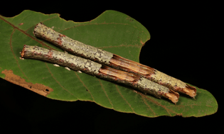 stripped bark caterpillars