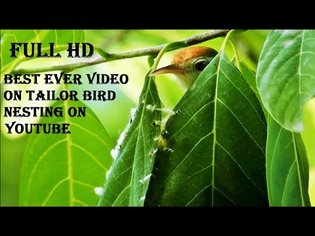 Tailorbird nesting story