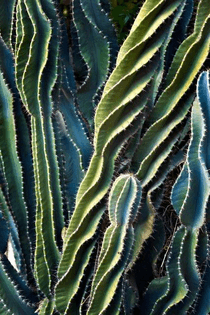 cacti5.jpg