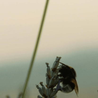 The Pollinators of Slovenia – Emergence Magazine