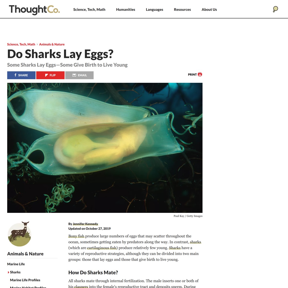 Discover which sharks lay eggs are na