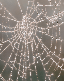 dewy-spider-web-of-life-1920x2400.jpg