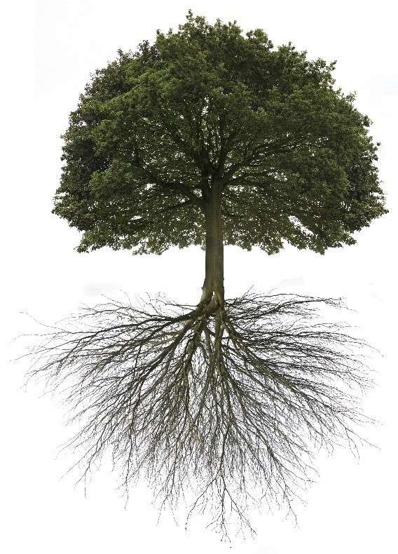 tree-pic-for-main-page.jpg