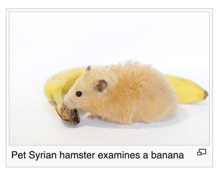 from wikipedia article "hamster"