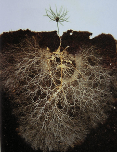 mycorrhizae-roots.jpg