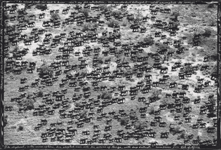 Mkomazi (outside Tsavo) elephant herd, 1976