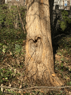 Love tree