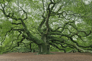 oak-trees-overview-atmos-1920x1280.jpg