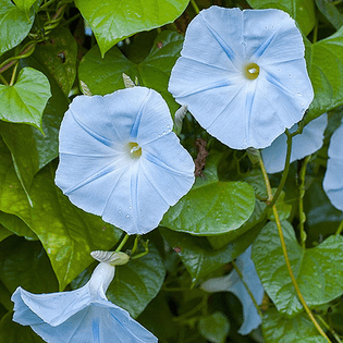 morning glory from my childhood home