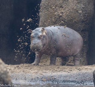 hippo