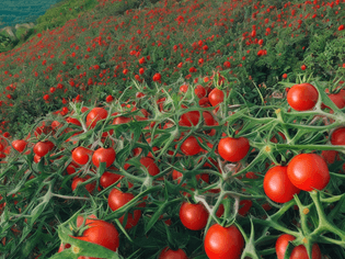 on a mountain, by the sea tomatoes red and green bloom sunrise utopia