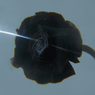 a2622444400_10.jpg