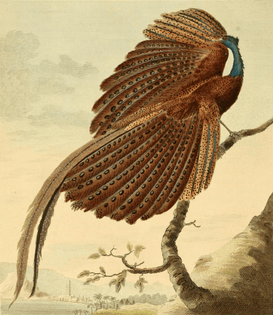 Argus Pheasant