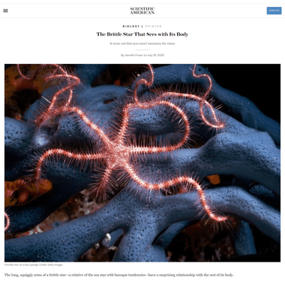 The Brittle Star That Sees with Its Body