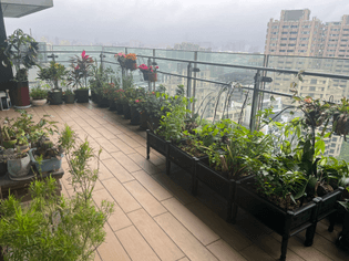 Peter’s mom’s balcony garden (2) 