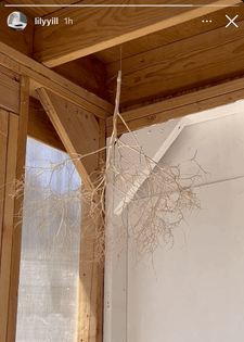 A dried tree branch suspended from the ceiling using string.