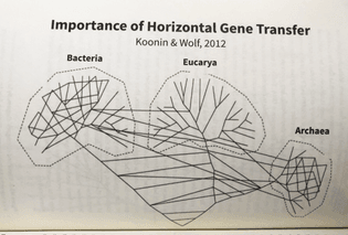 horizontal gene transfer