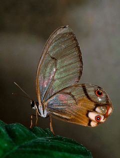 yasuni-butterfly-insect-decline-frontline-hero-1920x2525.jpg