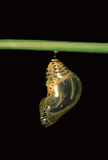 nature-tiger-butterfly-pupa-1280x1885.jpg