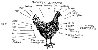 Chicken through eyes of permaculture