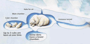 polarbearden.jpg
