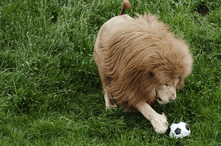 funny-animals-playing-soccer-football-015.jpg