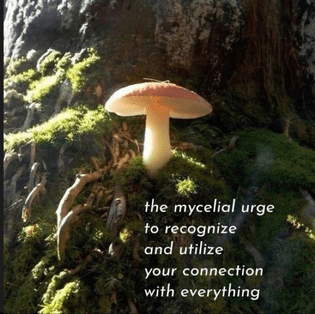 the mycelial urge