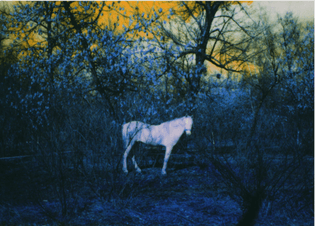 Vik Bakin, Untitled (Horse), 55gsm poster, 50 × 35cm, 2022, courtesy Forma Editions