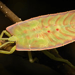 Giant Shield Bug Nymph (Tessaratomidae)