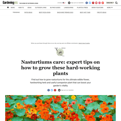 Nasturtiums care: expert tips on how to grow these hard-working plants