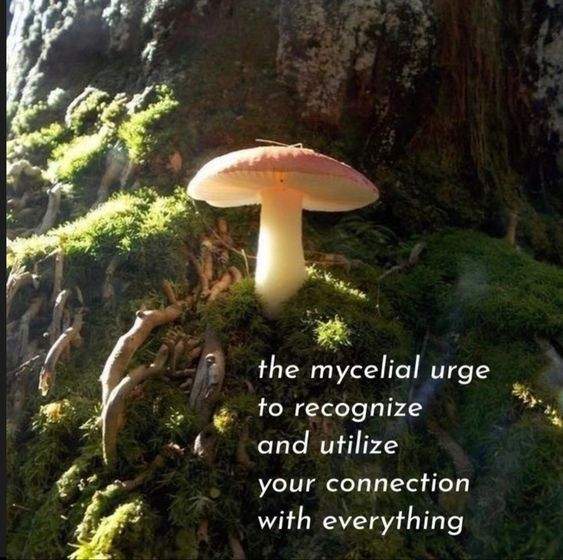 mycelial-urge.jpg