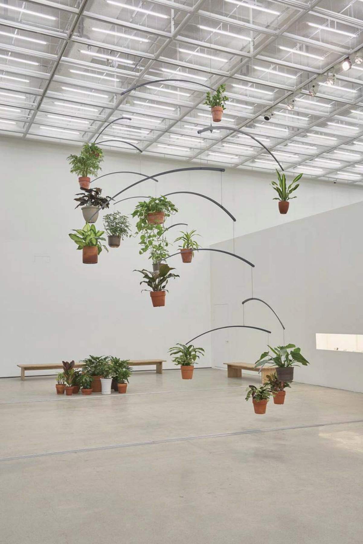 Ahn Kyuchul "Time of Plants II," 2015