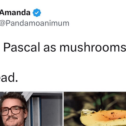 Mushroom People on Instagram: "Surprised that more people haven’t sent us @pandamoanimum’s genius twitter thread of Pedro Pascal as mushrooms. My favorite is the green shorts / green cap combo."