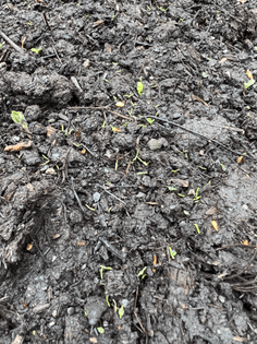 Poppy seeds are up. I hope we get some poppies this year, fingers crossed
