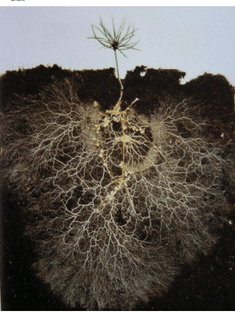 Pine Tree Root System via David Read
