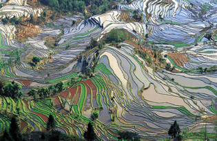 Terrace field, Yunnan, China