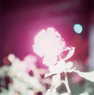 Rinko Kawauchi, Untitled, from Illuminance (2021)