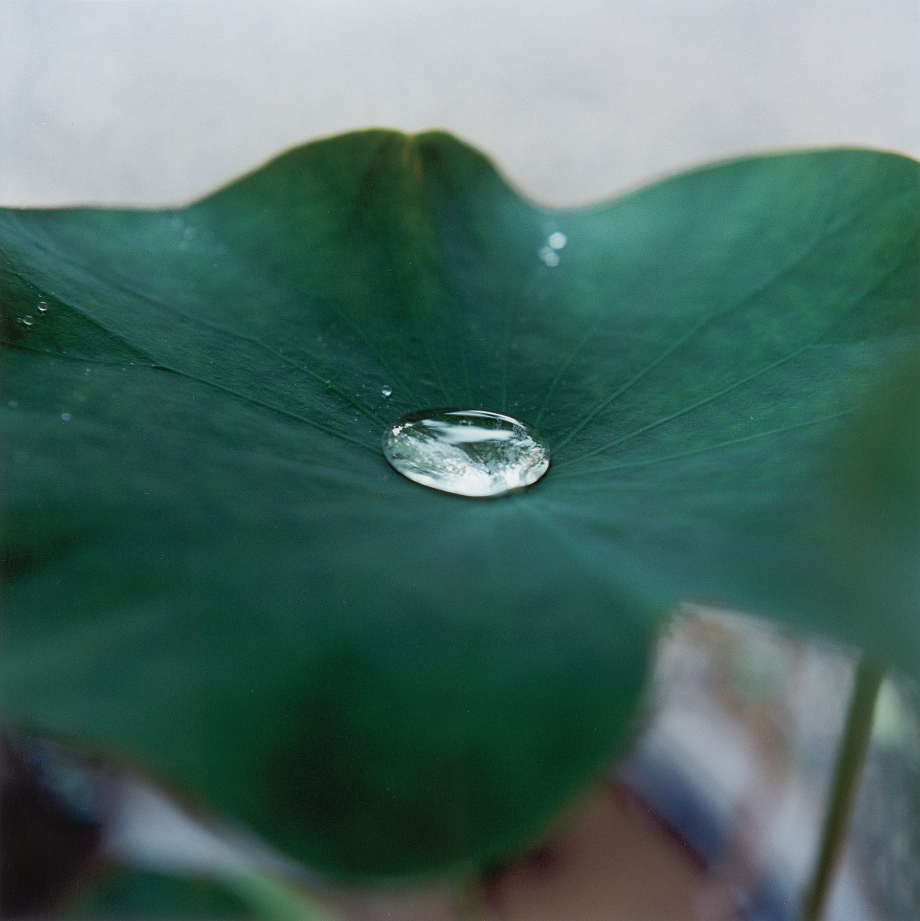 Rinko Kawauchi, Untitled, from Illuminance (2021)