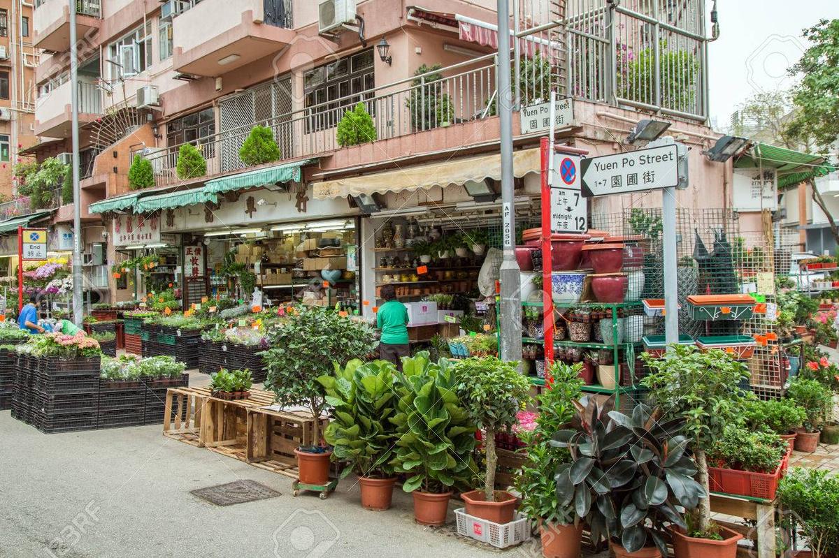 55205627-many-flowers-and-plants-at-the-flower-market-road-at-kowloon-in-hong-kong-china-.jpg