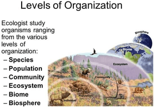 Ecological Levels of Organization
