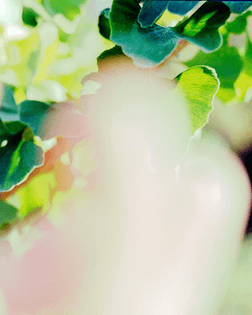 Ginko trees – Will Matsuda for NYT
