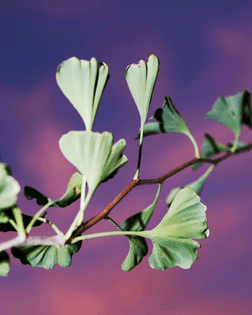 Ginko trees – Will Matsuda for NYT