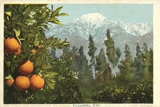 “A postcard illustrating a California Anomaly, Snow and Oranges, Pasadena, California, No. 7782”