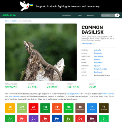 Common Basilisk - Facts, Diet, Habitat & Pictures on Animalia.bio