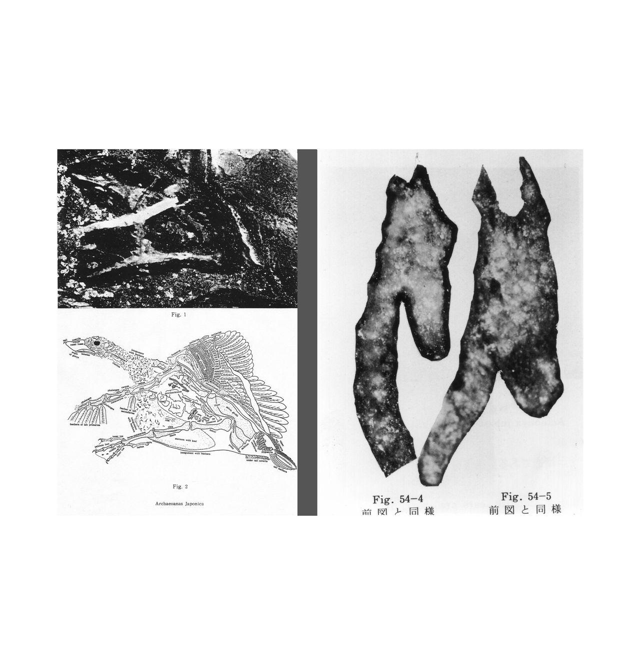 original-report-of-the-okamura-fossil-laboratory3.jpeg