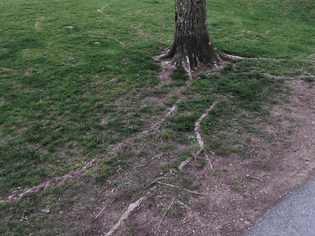 the roots of a tree along a path showing through patches of grass.
