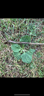 plantains