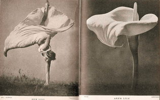 Our Lily, Arum Lily. Amazing photography by Stefan Lorant, 1937.