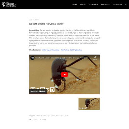 Desert Beetle Harvests Water — The Wonder of Science